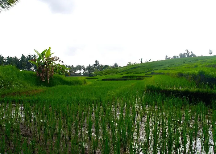 Bali Eco Matekap Selemadeg (Bali)